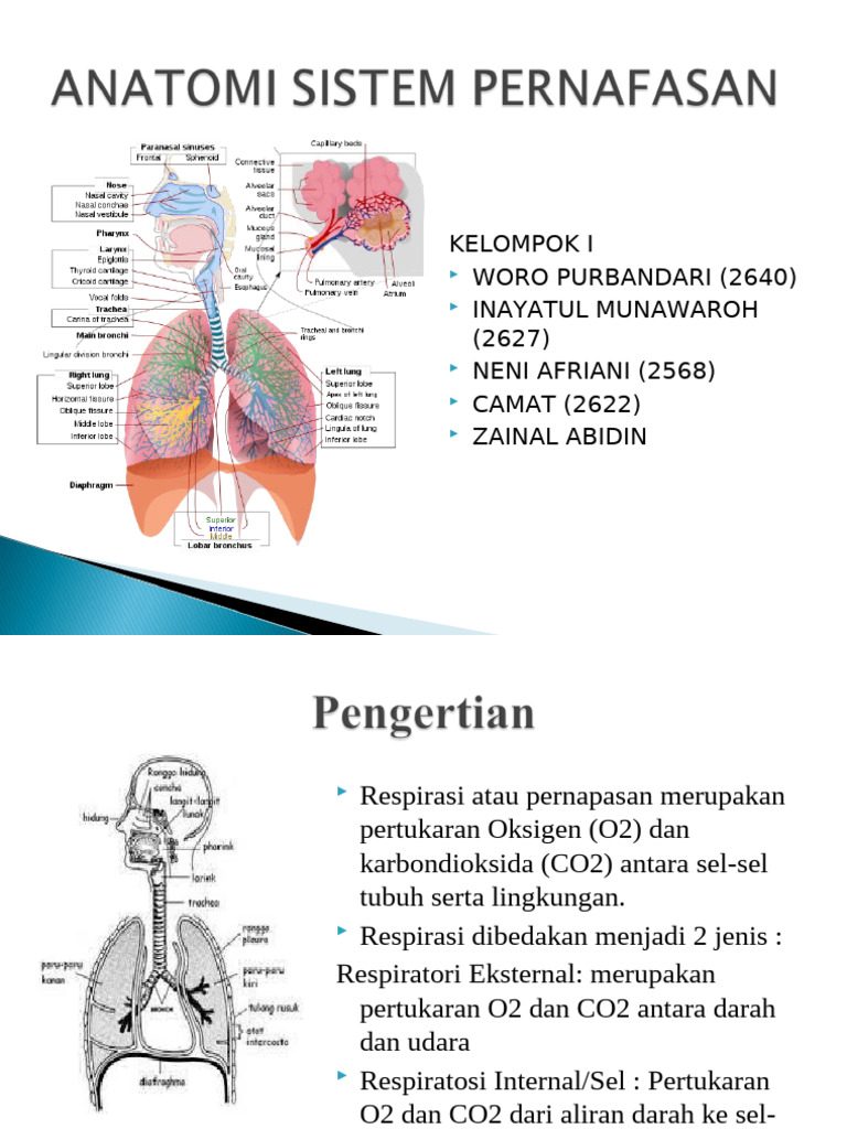 Anatomi Pernafasan | PDF