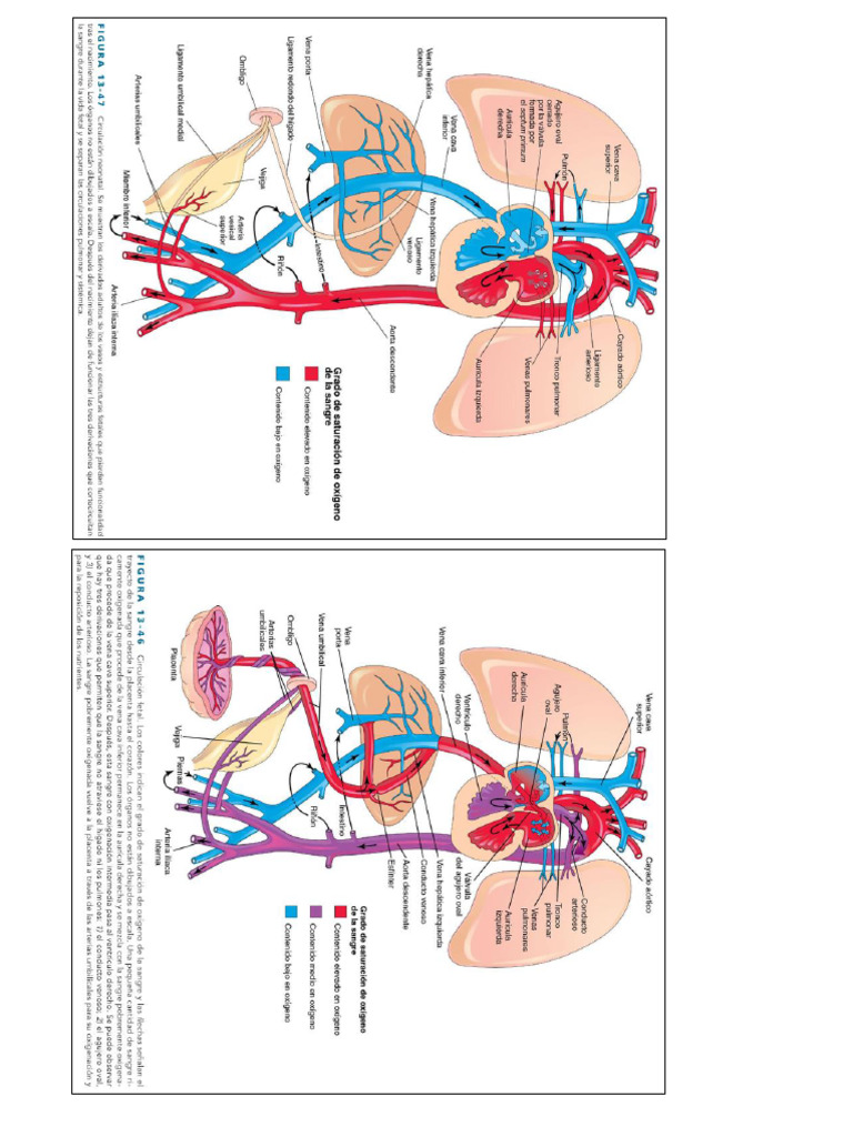 Neonatal | PDF