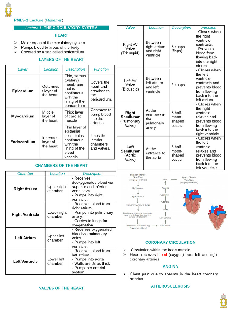 Anatomy of the Circulatory System | PDF | Heart | Heart Valve