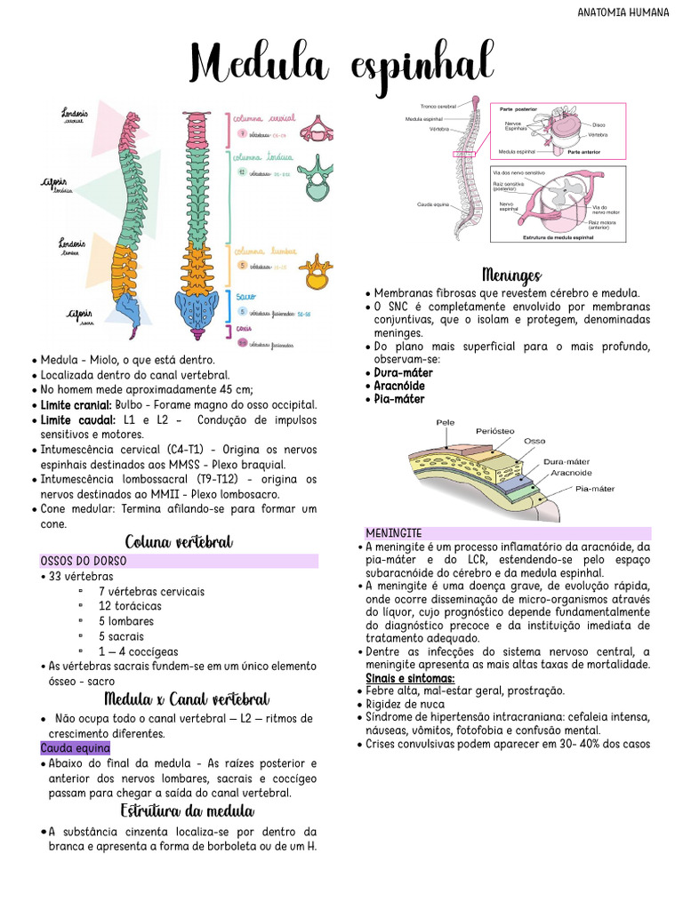 Aula 2 - Anatomia Humana - Medula Espinhal | PDF | Líquido ...