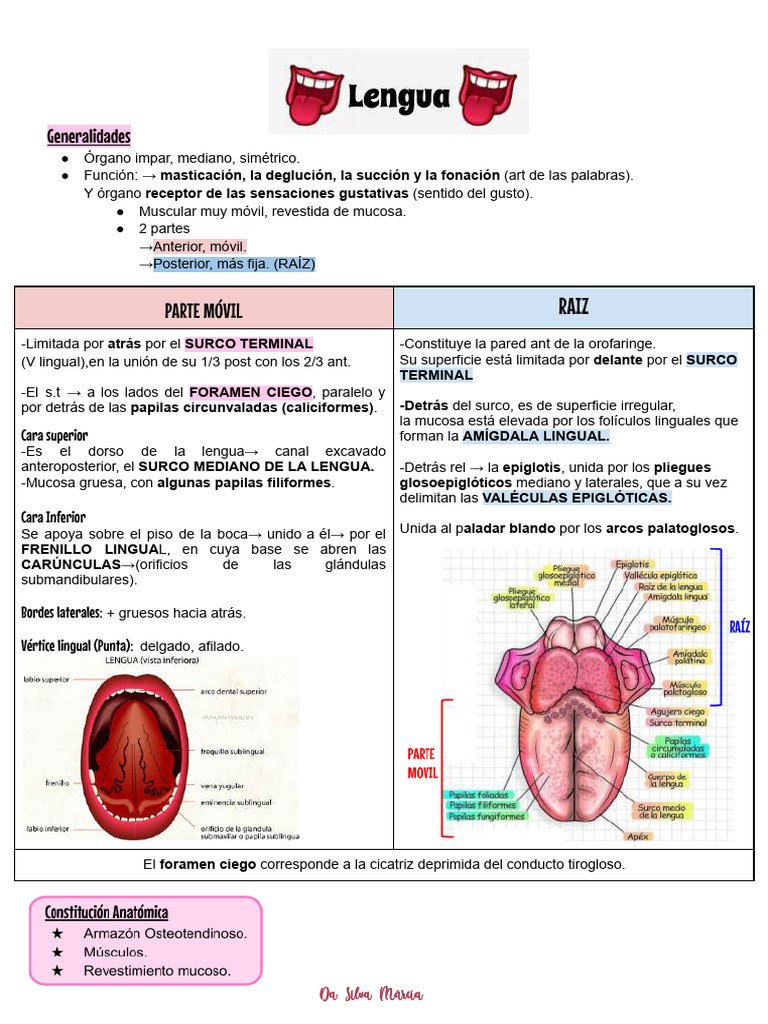 Anatomía y Funciones de la Lengua | PDF | Lengua | Anatomía humana