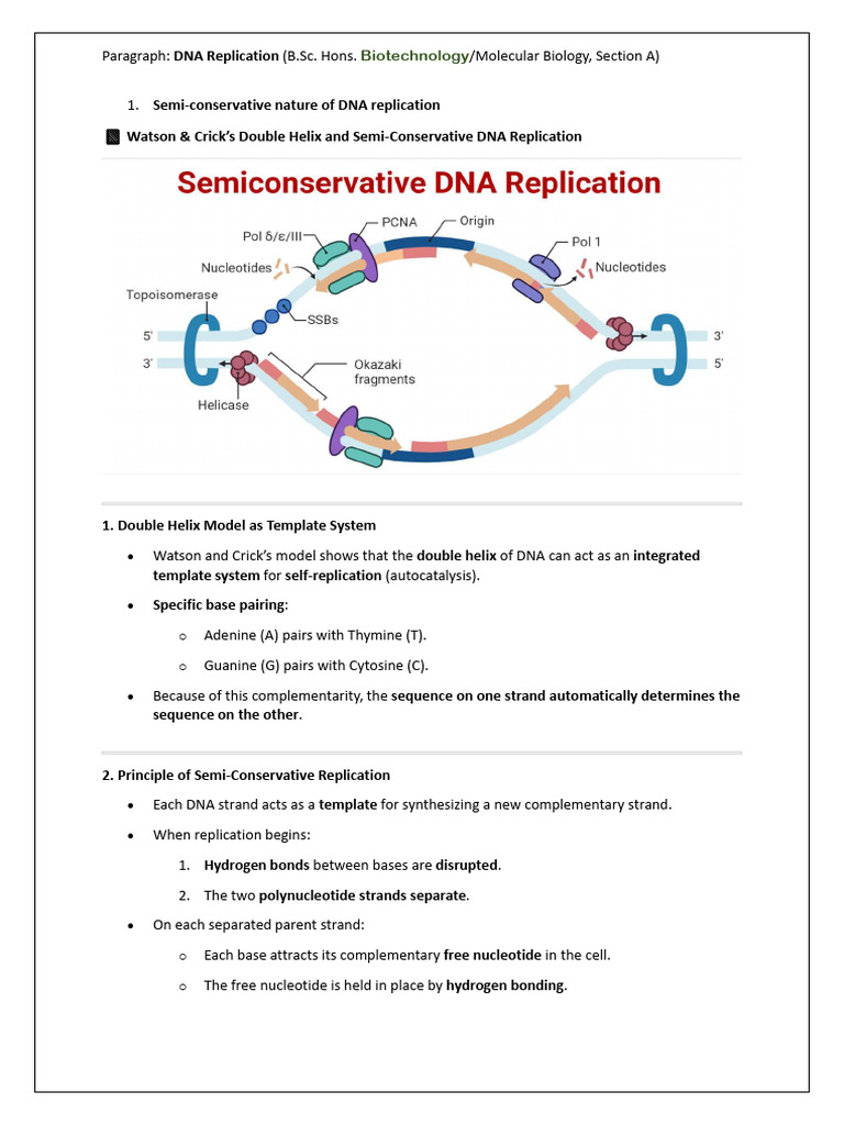 Understanding DNA Replication Mechanisms | PDF | Dna Replication ...