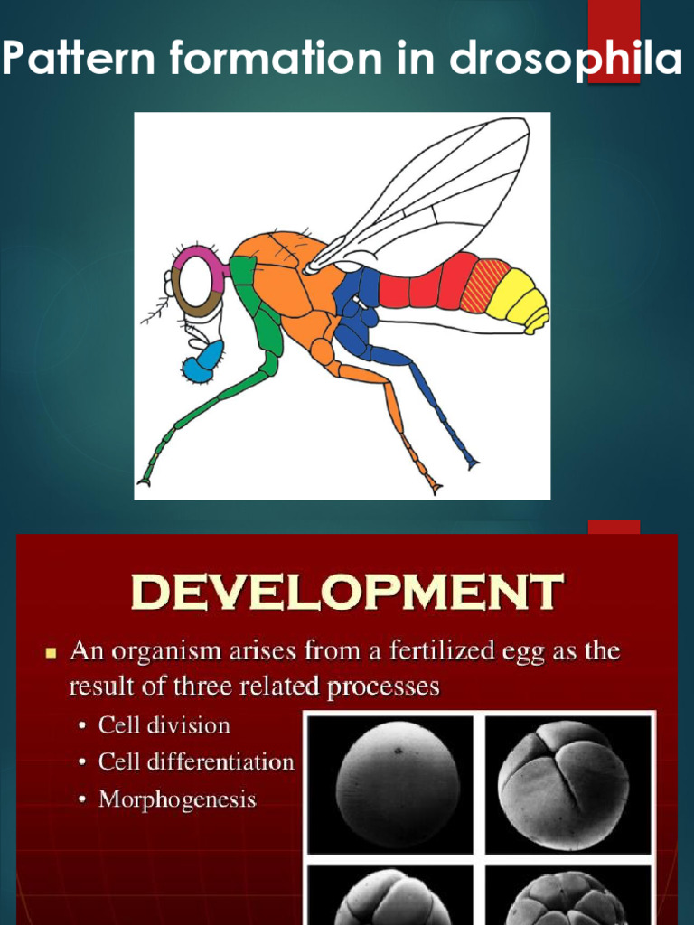 Drosophila Embryogenesis and Gene Regulation | PDF | Biology ...