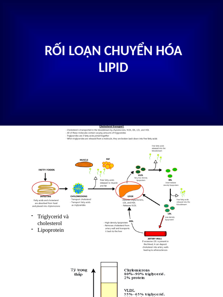 RLCH Lipid | PDF