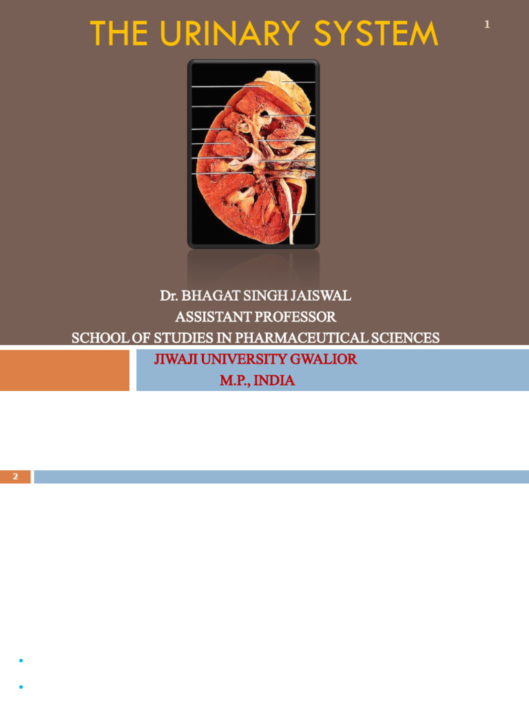 Urinary System PPT D.pharM | PDF | Kidney | Urination