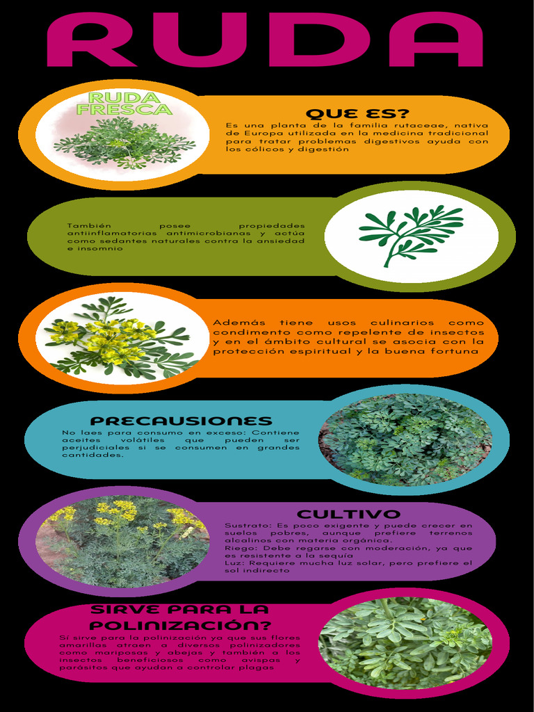propiedades-y-cultivo-de-la-ruda-pdf