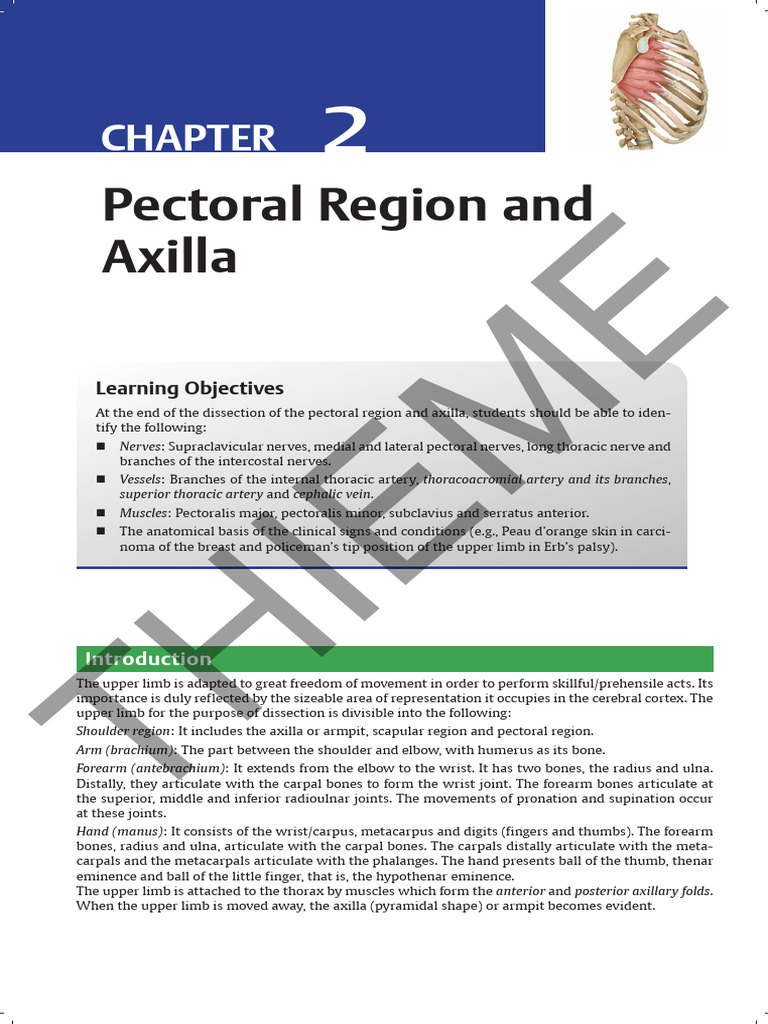 Axilla Anatomy and Dissection Guide | PDF | Arm | Breast