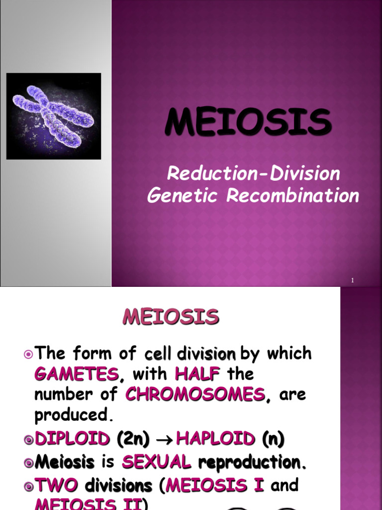 Understanding Meiosis and Gamete Formation | PDF | Meiosis | Mitosis