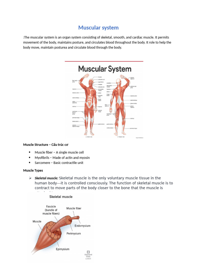 Overview of the Muscular System | PDF