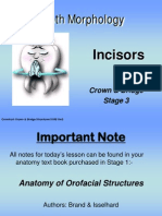 Incisors Ver2