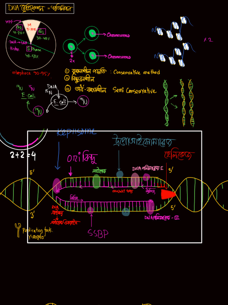 Cell and Structure Note 17 | PDF