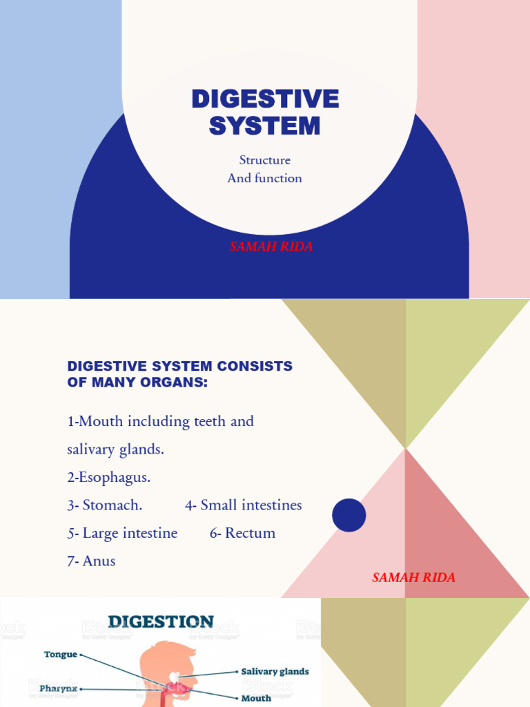 Overview of the Digestive System | PDF