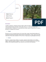 Download Description of Jambu  Kedondong by WanJien SN93454946 doc pdf
