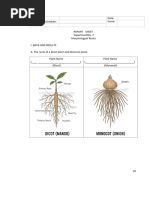 Monocot and Dicot Root Anatomy | PDF | Root | Plant Stem