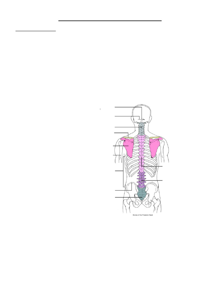 Osteology and Imaging of Back & Thorax | PDF | Vertebra | Skeletal System