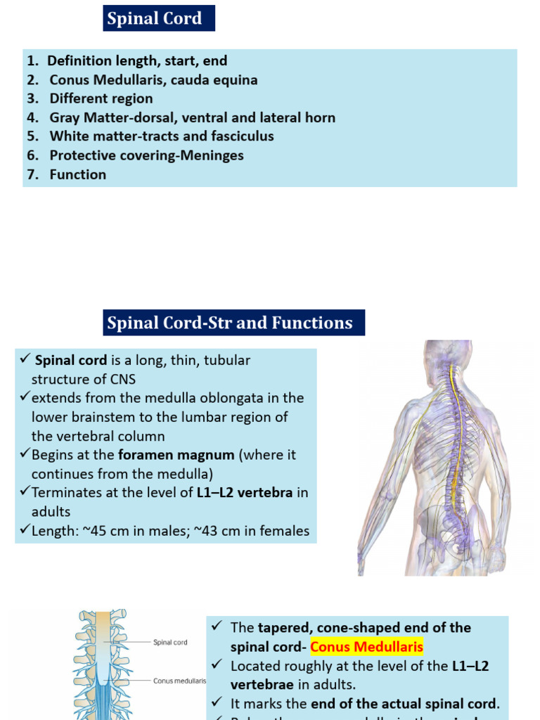 Nerve Cord and Cranial Nerves | PDF | Spinal Cord | Nervous System
