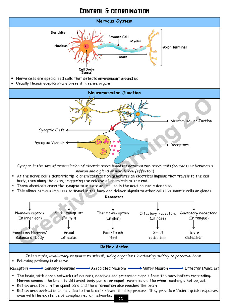 Control and Coordination Kar | PDF | Neuron | Nervous System