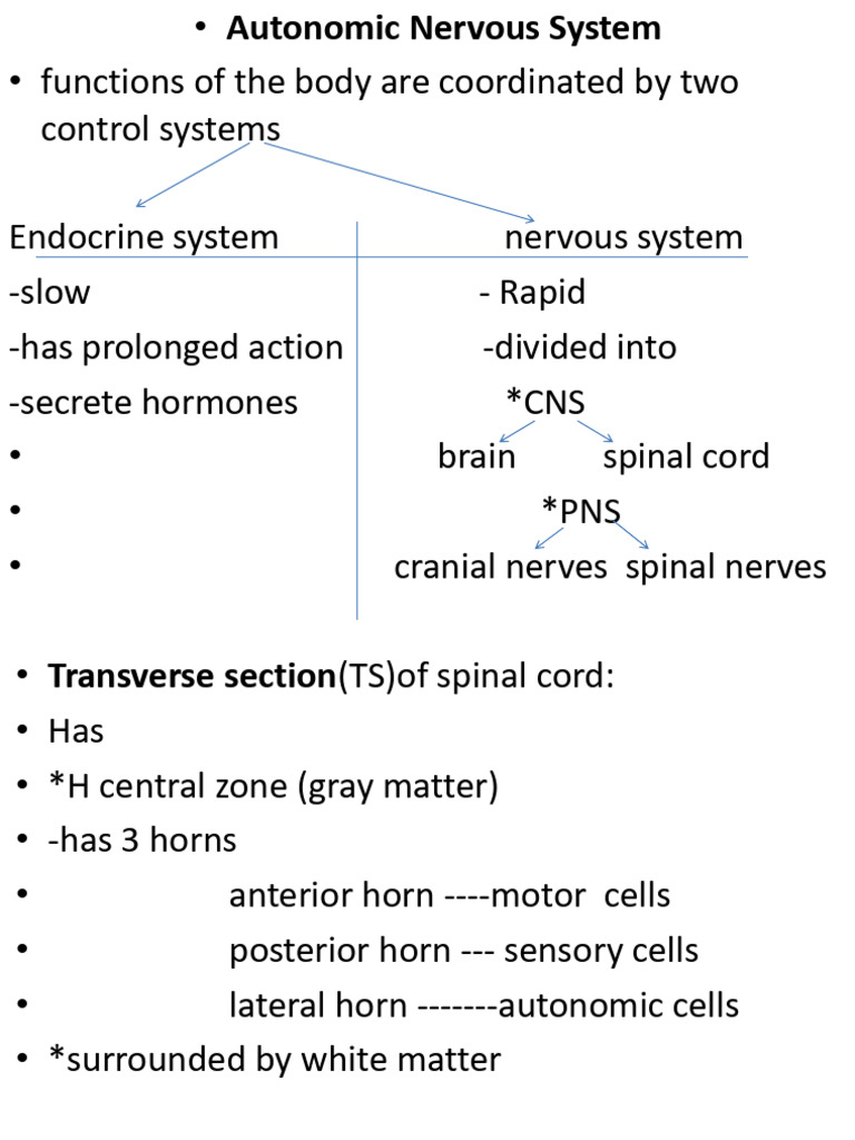 Autonomic Nervous System Overview | PDF | Acetylcholine | Nervous System