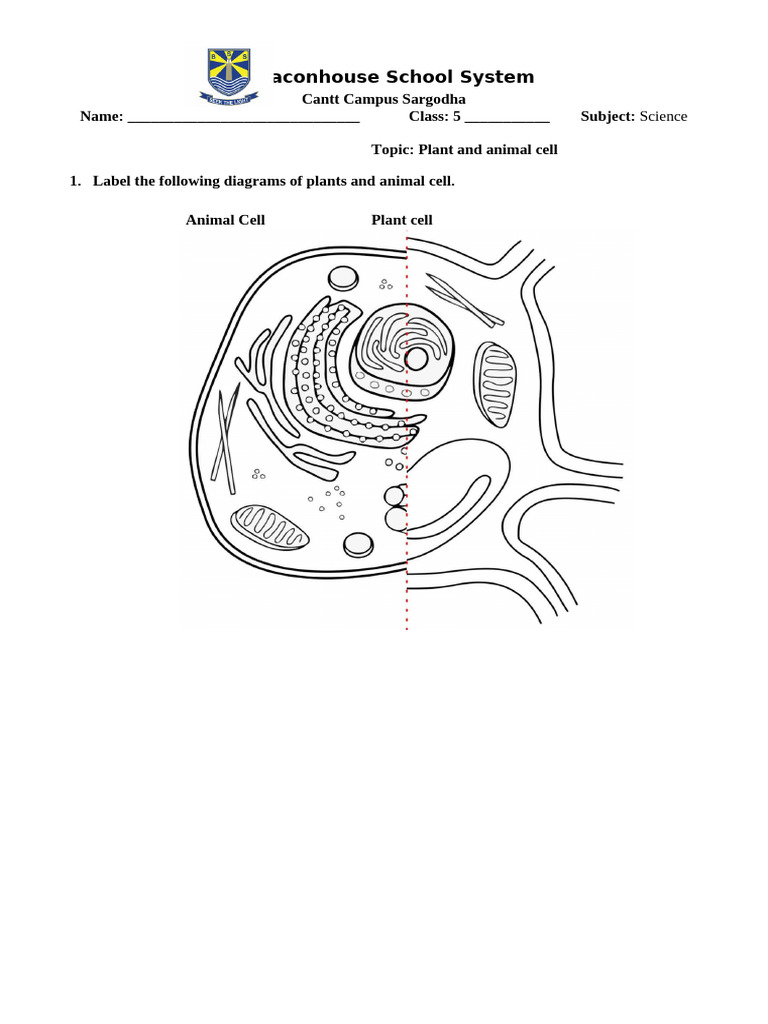 Plant and Animal Cell Worksheet | PDF