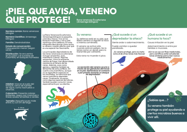 Infografía Rana - Paula Menéndez | PDF | Veneno | Piel