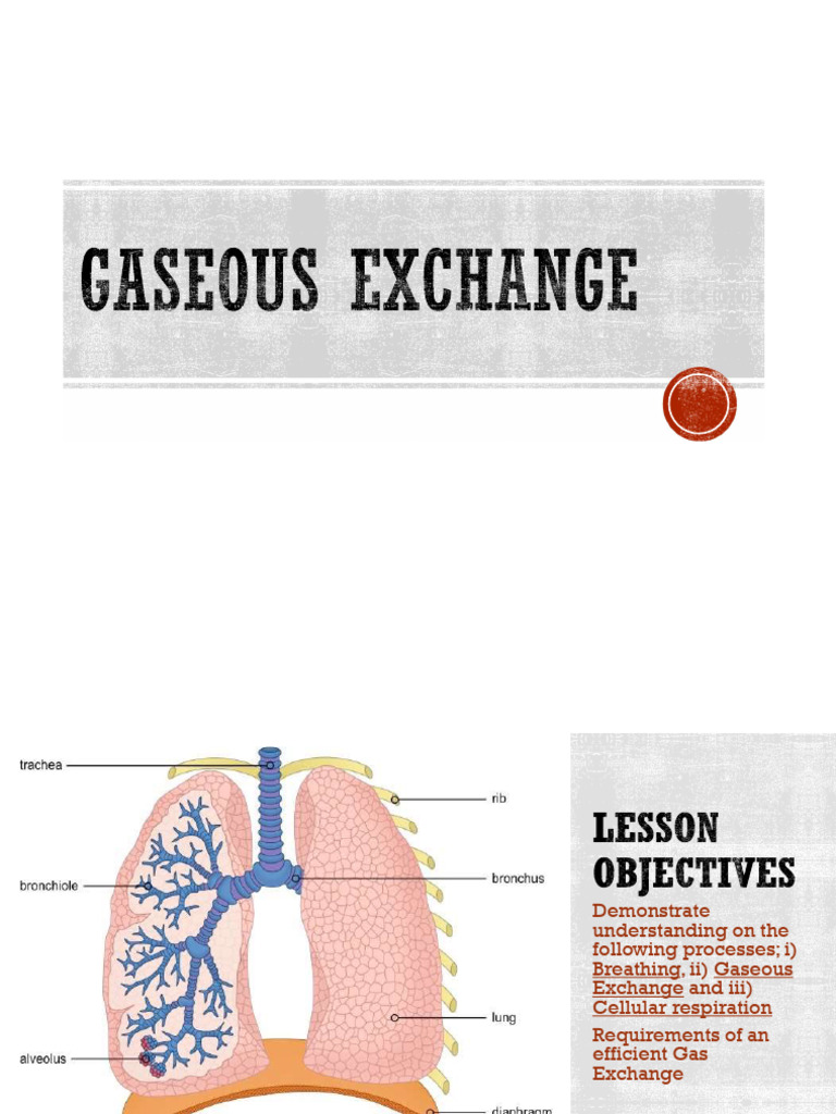 Gas Exchange and Cellular Respiration Explained | PDF | Lung | Oxygen