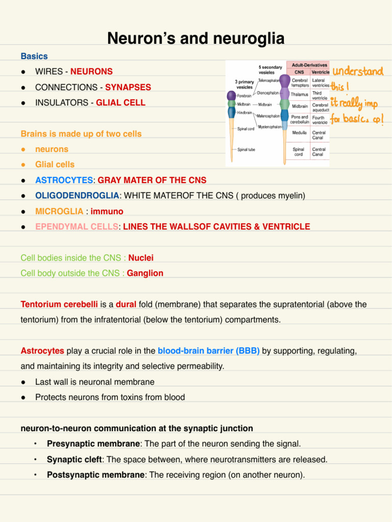 Neurons and Glial Cells Overview | PDF | Neuron | Synapse