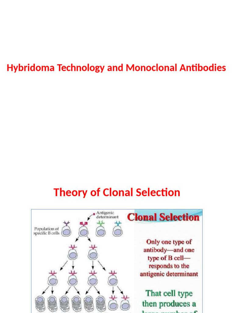 Hybridoma Technology and MAbs | PDF | Monoclonal Antibody | Antibody
