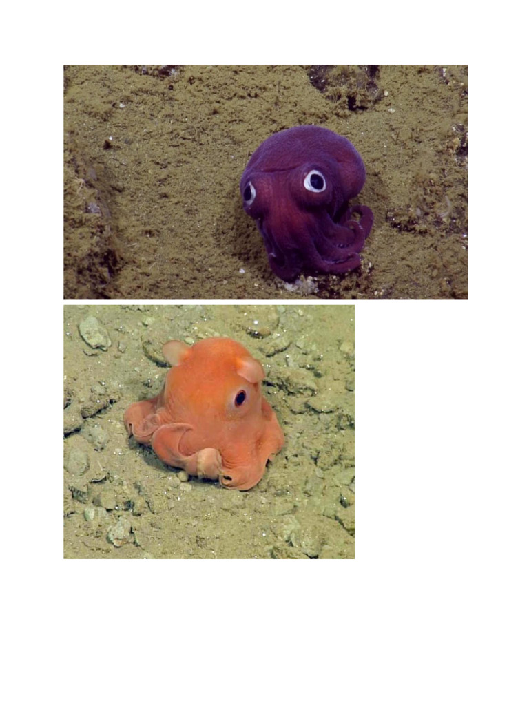 Sea Creatures | PDF
