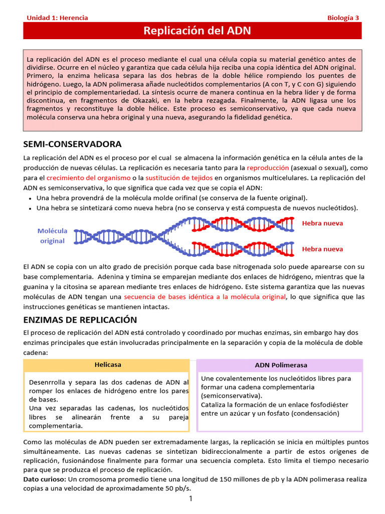 Replicación del ADN: Proceso y Enzimas | PDF | Adn | Replicación De Adn