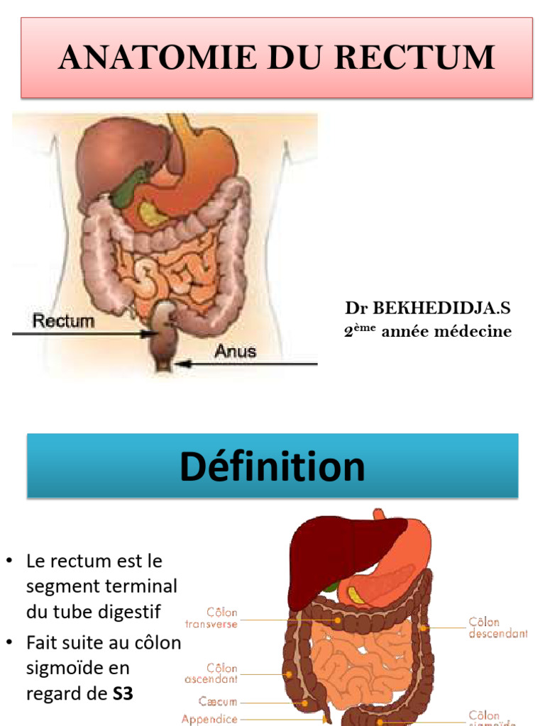 Anatomie du Rectum et Irrigation | PDF | Rectum | Bassin (anatomie)