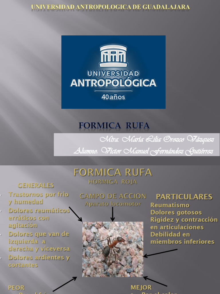 1 - Formica Rufa | PDF