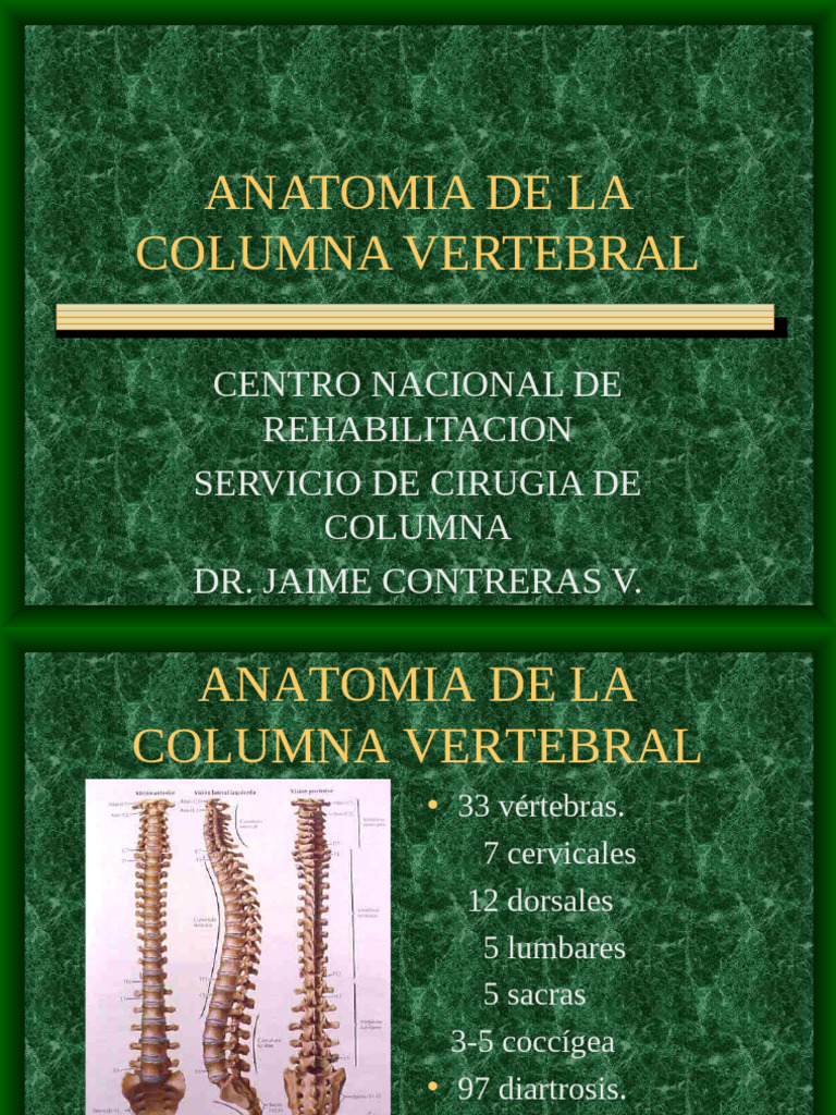 Anatomia de La Columna Vertebral | PDF | Vértebra | Tórax (anatomía humana)