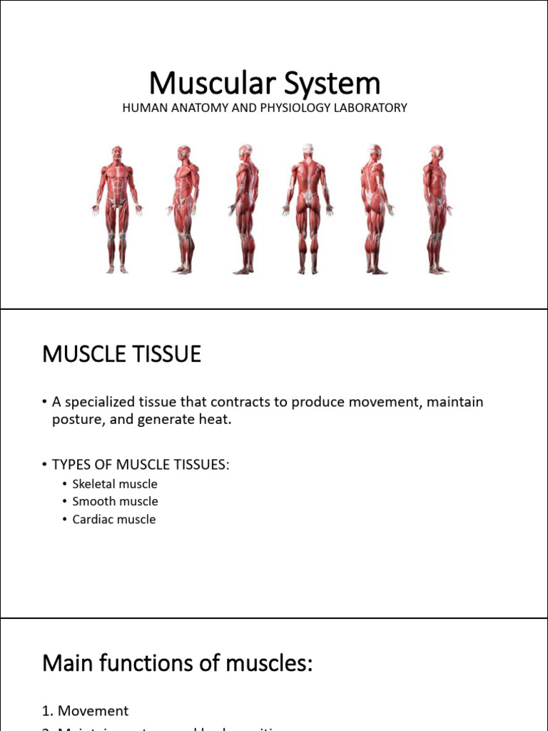 Overview of Human Muscle Anatomy | PDF | Muscle | Skeletal Muscle