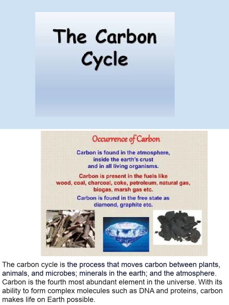 Understanding the Carbon Cycle | PDF