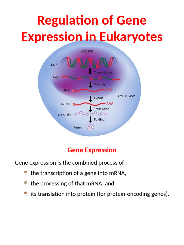 Gene Expression Regulation in Eukaryotes | PDF | Gene | Gene Expression