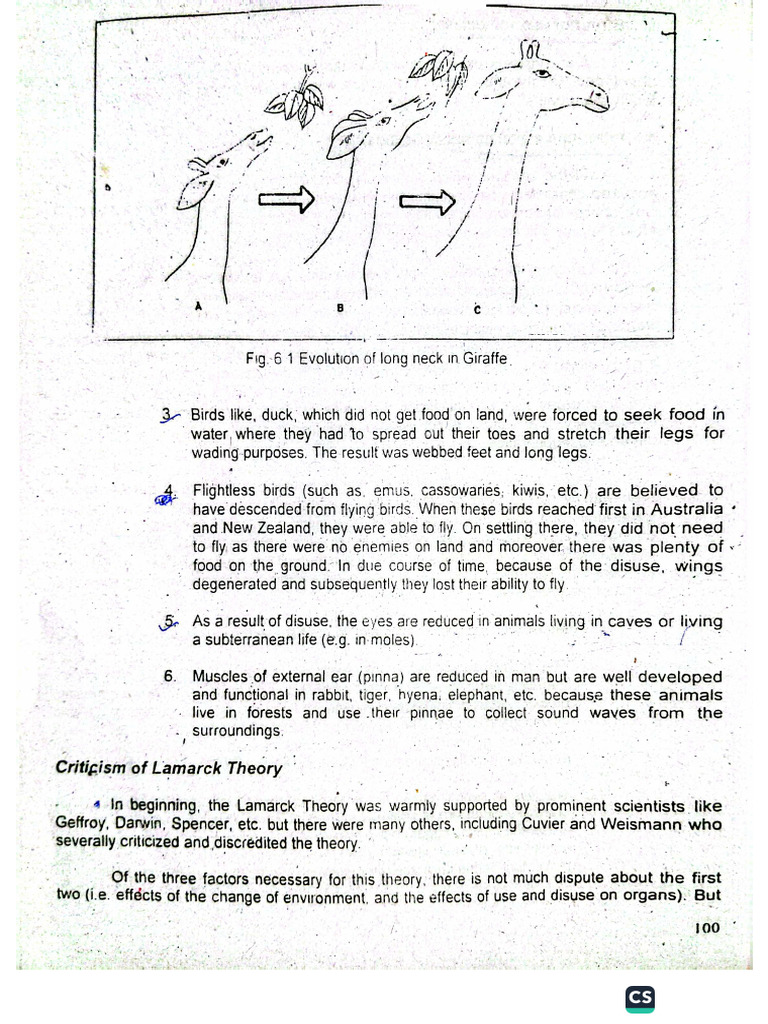Evolution Notes | PDF