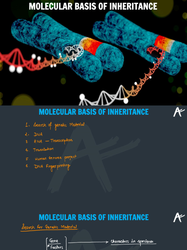 Molecular Basis of Inheritance (Part-1) | PDF