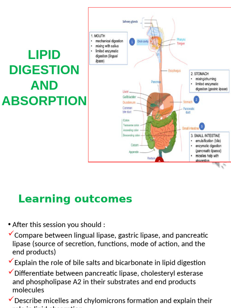 Lipid Digestion and Absorption Process | PDF | Bile | Digestion