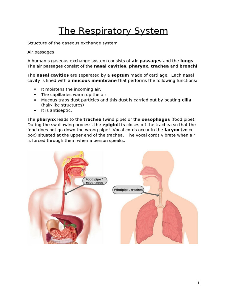 Understanding the Human Respiratory System | PDF | Breathing | Lung