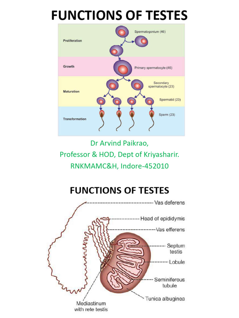 Functions of Testes: Spermatogenesis & Hormones | PDF | Biology ...