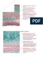 005 - Cartilage Histology