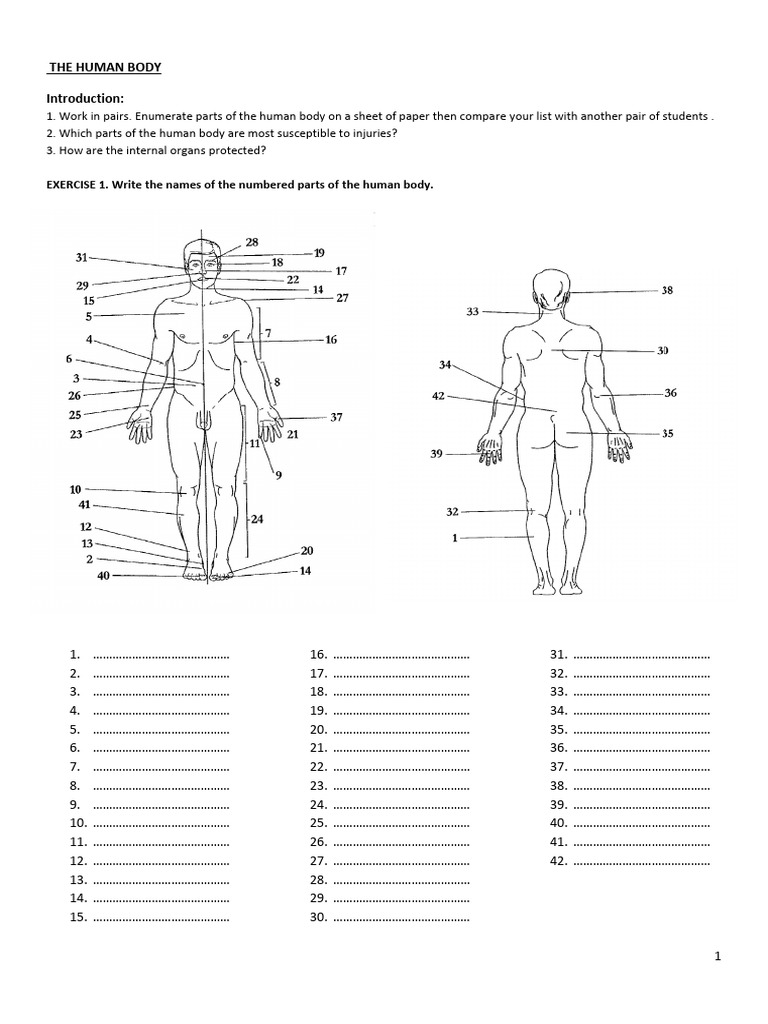 1 The - Human - Body - 2021 KK | PDF | Human Body | Thorax