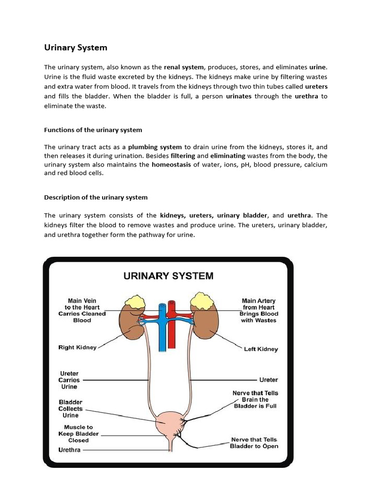 Overview of the Urinary System Functions | PDF | Urinary System | Kidney