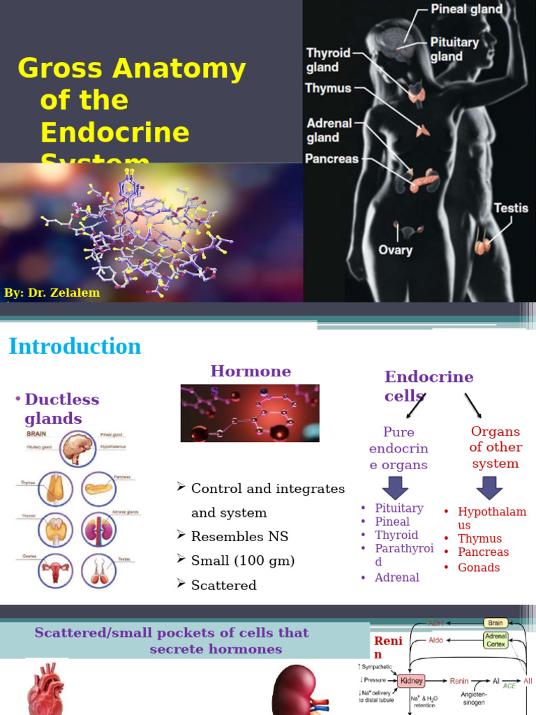 Endocrine System Anatomy Overview | PDF | Thyroid | Parathyroid Gland
