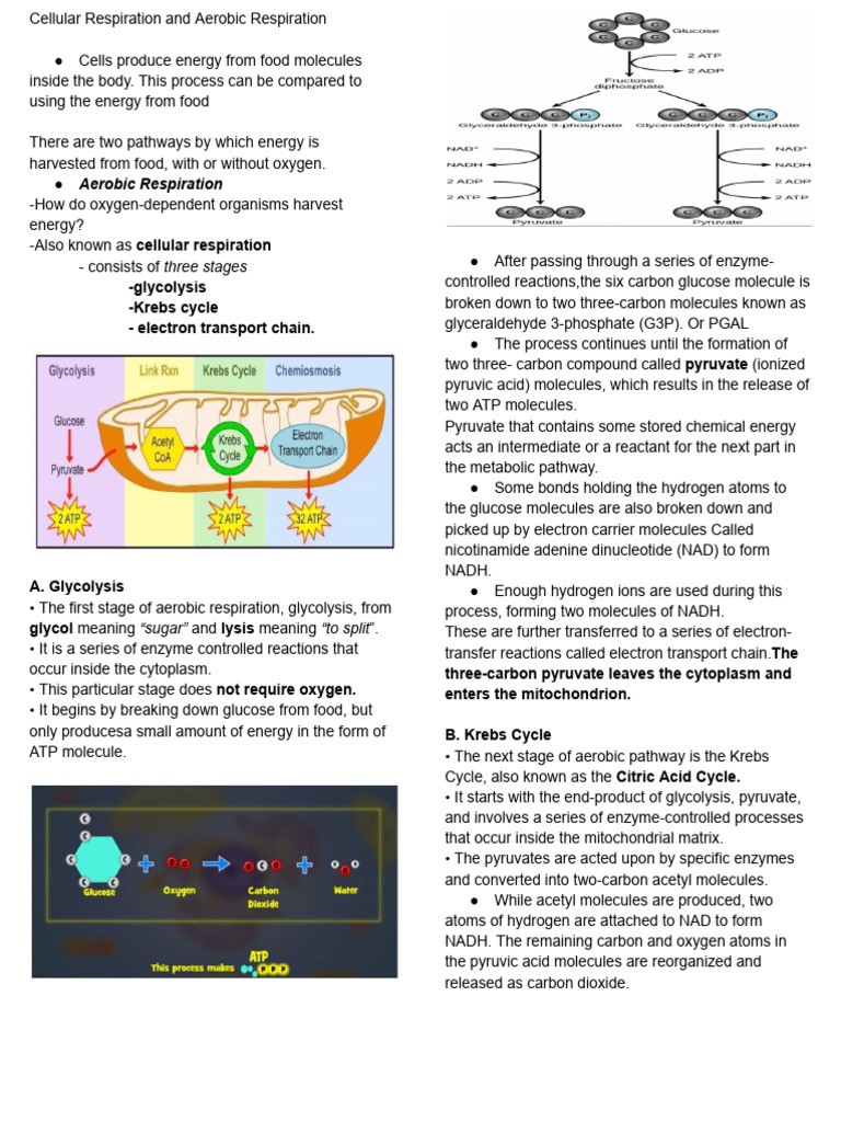 Cellular Respiration and Aerobic Respiration | PDF | Cellular ...