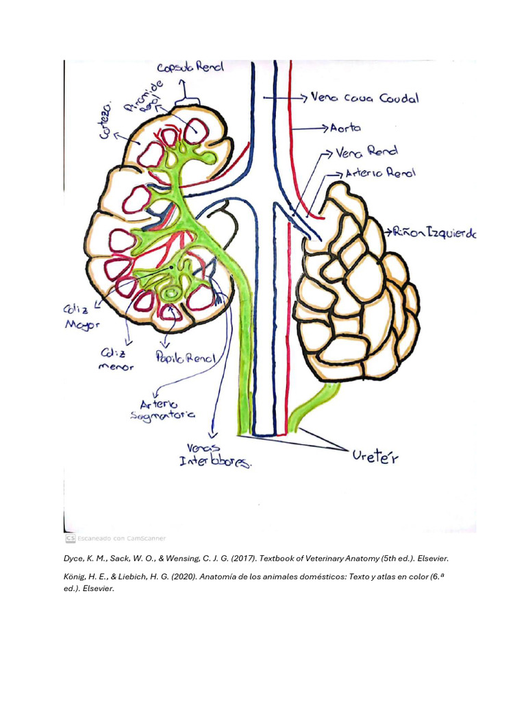 Catéter de Nefrostomía en Veterinaria | PDF | Riñón | Ultrasonido médico