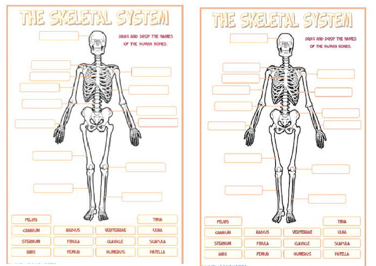 Skeletal | PDF
