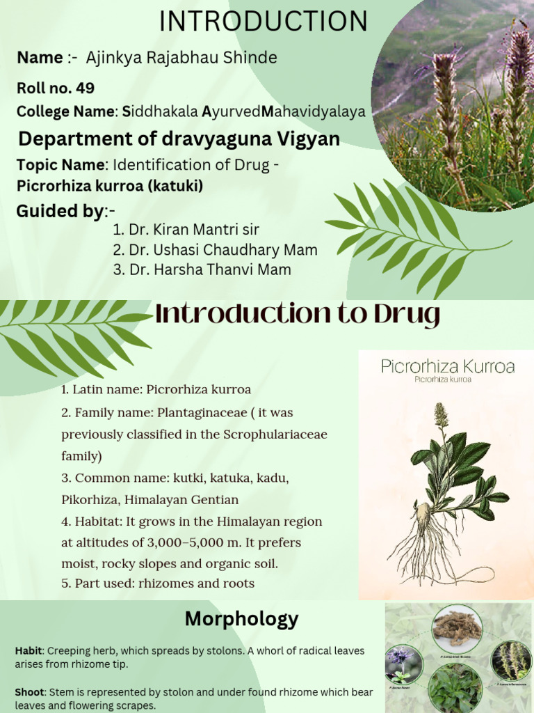 Picrorhiza kurroa: Ayurvedic Insights | PDF | Medical Specialties