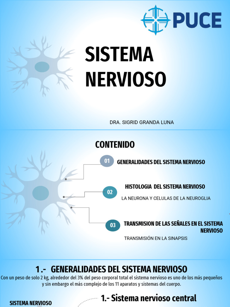 Estructura y Función del Sistema Nervioso | PDF | Sinapsis | Sistema ...