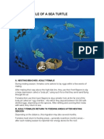 The Lifecycle of A Sea Turtle: A. Nesting Beaches: Adult Female